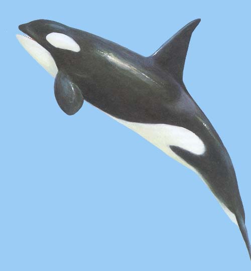 حقائق مذهلة عن الدلافين - انواع الدلافين - لغة الدلفين - اشكال الدلافين  Pic18