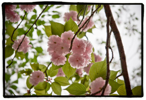 Flores para Alba,nuestro ángel... - Página 3 Sakura