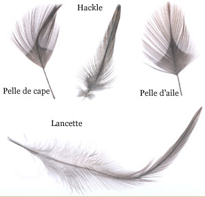 Poule coq de pèche  Plumes