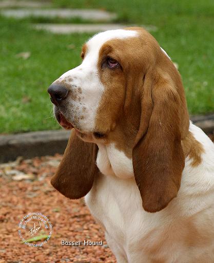 Basset hound Basset%20Hound%209J055D-15