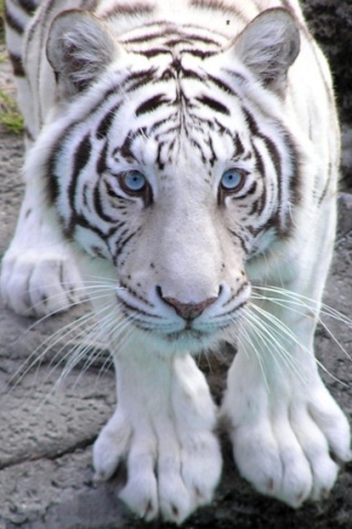 Sala de la Platea - Página 2 White_Tiger_2