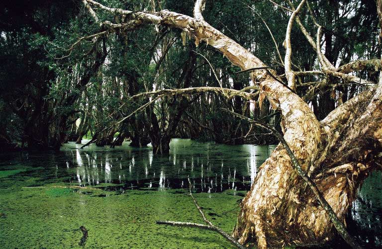 Una serata nelle Everglades  Everglades