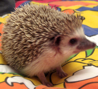 #kotorcafe CloseupHedgehog