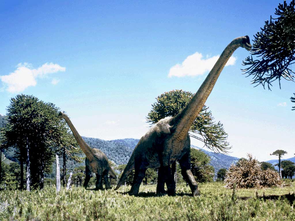 Le Brachiosaure Brachiosaurus%20%282%29