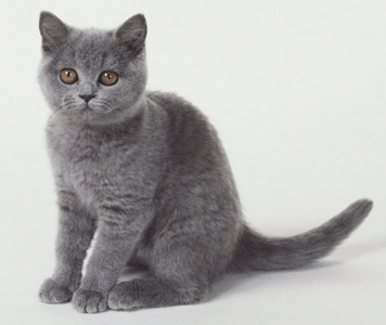 Evolution Image fight Gato-chartreux