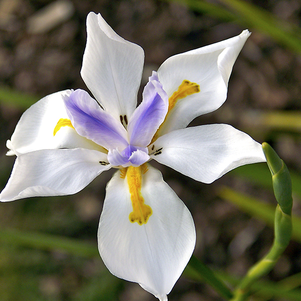 Felicidades, Yolanda!!! Dietes_grandiflora_or_Fairy_Iris