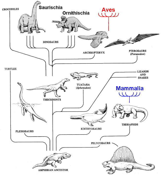 Les amphibiens Phylogeny_of_Reptiles