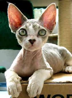 Descripcin y foto Devon-rex-2