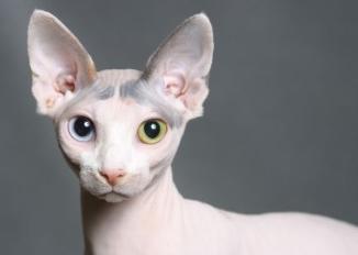 GATO SPHYNX  Sphynx-2