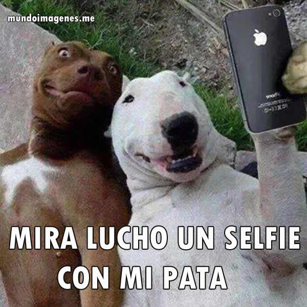 Imàgenes con animales.... - Página 2 Imagenes-de-animales-chistosas-con-frases(1)