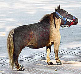 El Caballo Más Pequeño Del Mundo Record Guinness Caballito