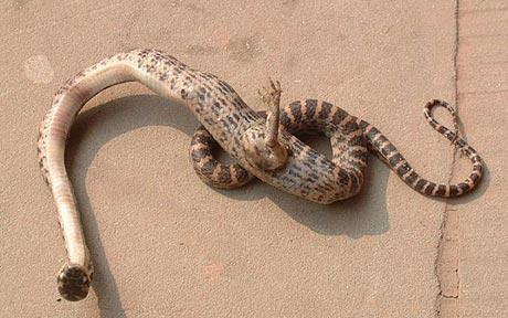 Una serpiente con patas se descubre en china. Serpientes-con-patas