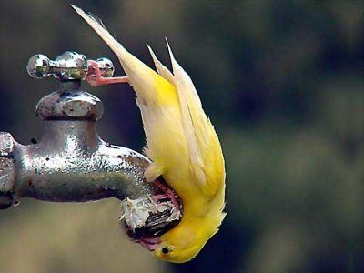 Fotos de pichones Canario