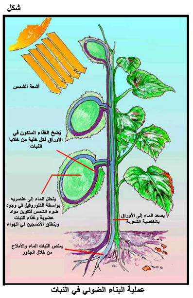 المياه Fig11