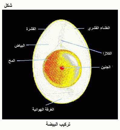 الموسوعة الغذائية المصغرة Fig01.gif_cvt01