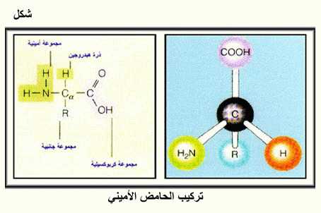 الموسوعة الغذائية المصغرة Fig03.gif_cvt01