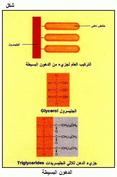 الموسوعة الغذائية المصغرة Fig33