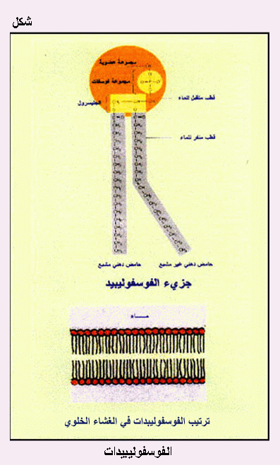 الموسوعة الغذائية المصغرة Fig35