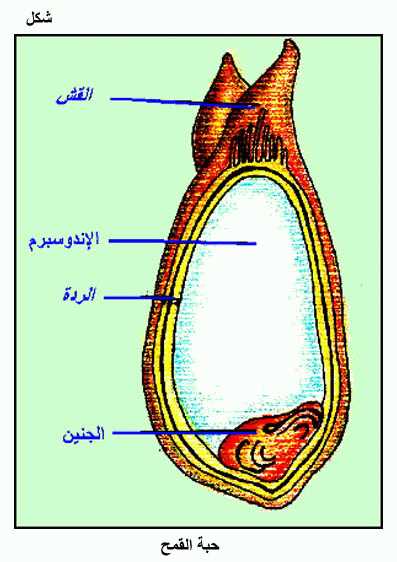 الموسوعة الغذائية المصغرة Fig02.gif_cvt01