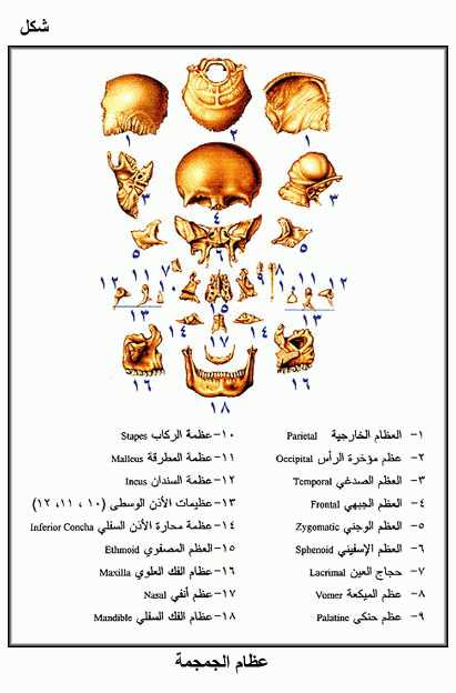 الموسوعة الصحية المصغرة جسم اﻻنسان Fig04.gif_cvt01