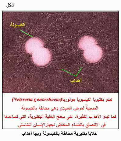 الموسوعة الصحية المصغرة أمراض الإنسان ومسبباتها Fig17.gif_cvt01