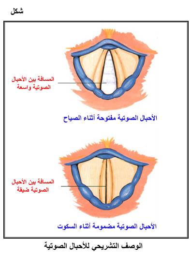 الموسوعة الصحية المصغرة  التهاب الجيوب Fig03