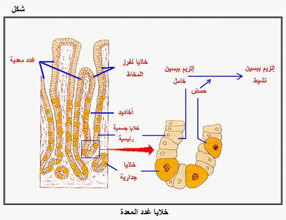   الموسوعة الصحية المصغرة اﻻنف, الفم: اللسان، والأسنان، واللعاب Fig15.gif_cvt01