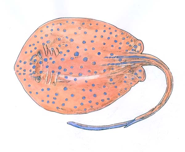 الحياة الفطرية في المحيطات Fig10