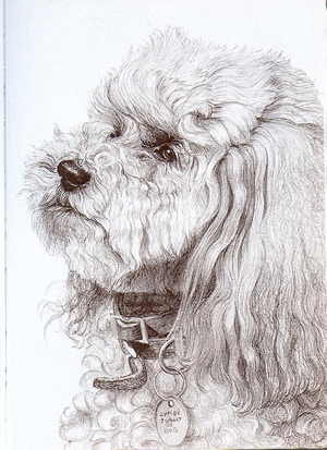 portrait a ucrayon du caniche CanicheM