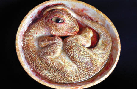 [Images] insolites ! Aix-en-provence-embryon-dinosaure