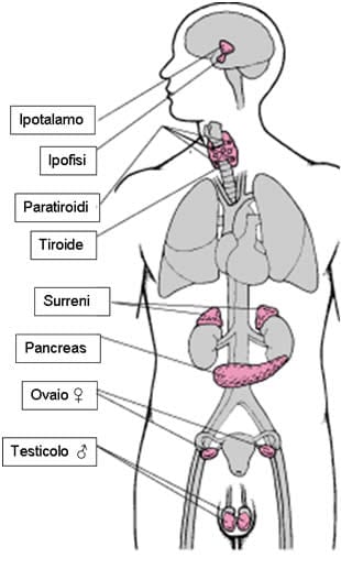 Ormoni - sistema endocrino - ftalati (imitatori ormoni) - disfunzioni e legame con la Vulvodinia • VULVODINIA.INFO Ormoni