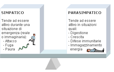 Sistema nervoso • VULVODINIA.INFO Sistema-simpatico