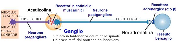 Sistema nervoso • VULVODINIA.INFO Sistema-simpatico1