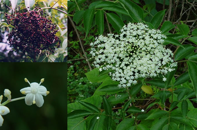 Wild Edibles You Can Eat-Lists Elderberry-1
