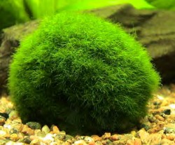 Plante aquatique : la cladophora ou boule anti nitrates 1499marimo_balls2