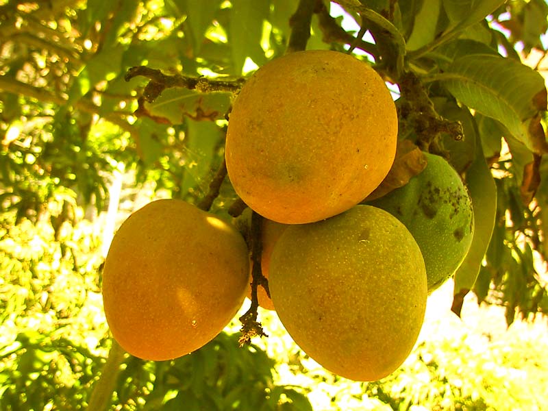 اسماء الفاكهة والخضروات  بالامارات Mango