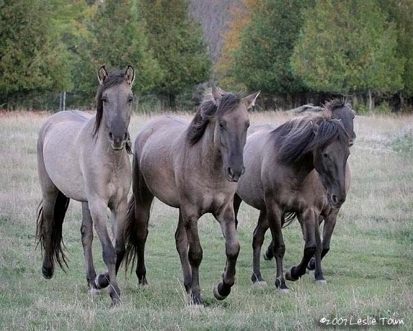 Les Chevaux de La Méditerranée Sorraia-Herd