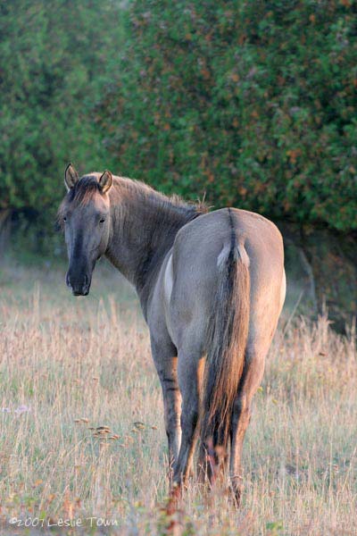 Mai Wild Horses Sorraia-Stallion