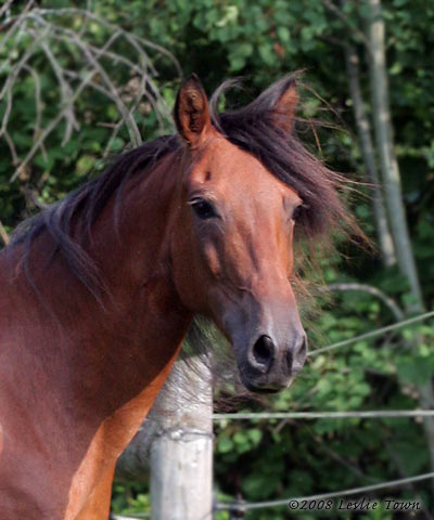 box de Lucifer de Gorges du Tarn Bay-paso-fino-horse