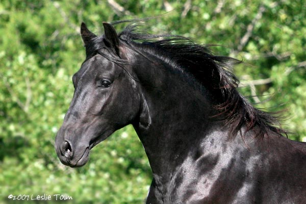 elevage paso peruvien? Black-stallion