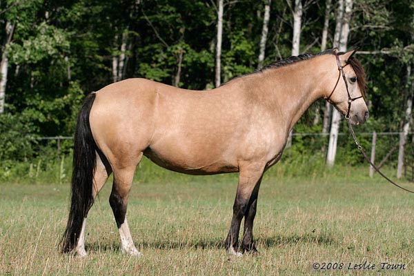 La génétique des robes pour les nuls Buckskin-horse