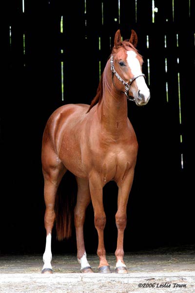 Mank Arrives Chestnut-quarter-horse-mare