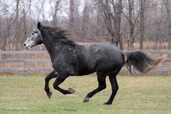 La génétique des robes pour les nuls Grey-percheron-horse