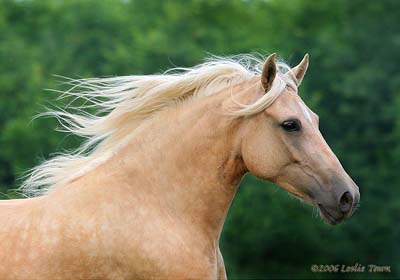 Wüstenwind-Traum der wüste Palomino_280x400