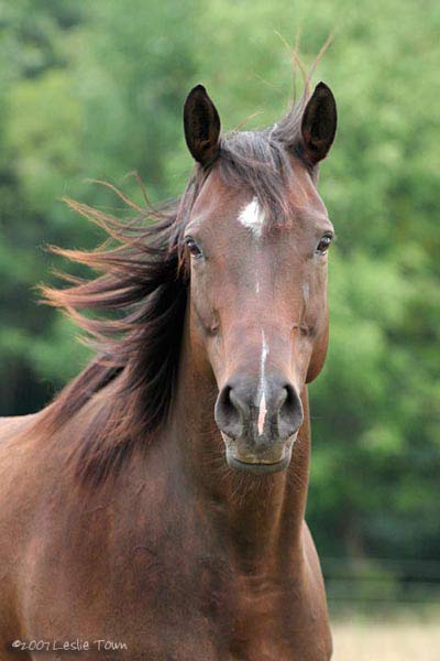 Shado's Bios  (Shadow Heart) Thoroughbred-mare