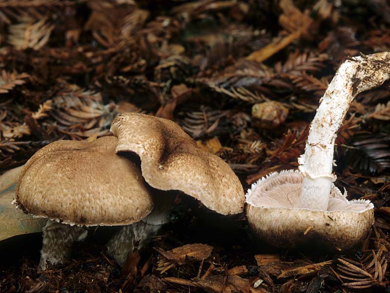 عيش الغراب California Fungi—Agaricus arorae Agaricus_arorae%28mgw-01%29