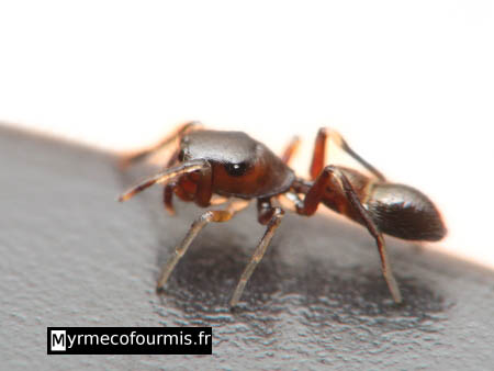 Le coin de nos 30 millions d'amis - Page 15 Araignee-myrmecomorphe-profil-fourmi