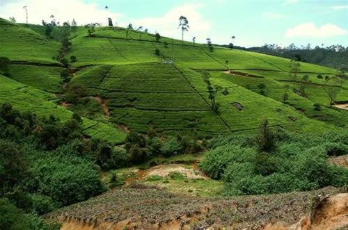 سريلانكا جمال وسحر الطبيعة  Nuwara-eliya-1