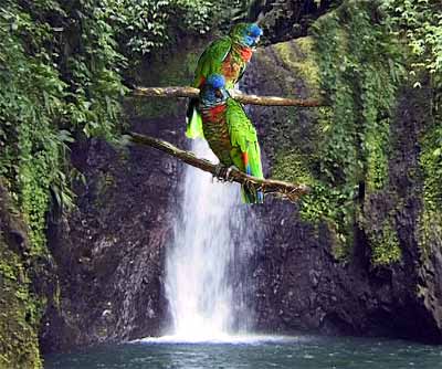 صور  جميلة  للببغاء Parrots