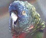 صور  جميلة  للببغاء Parrots_sm_03